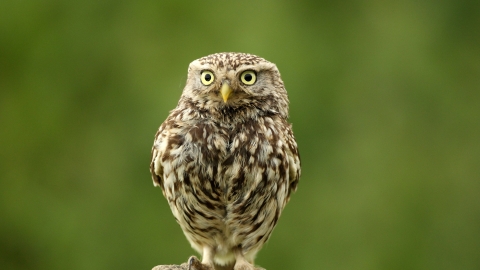 Little Owl