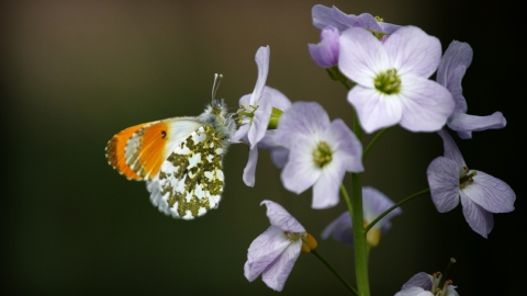 Orange tip on cuckoo flower