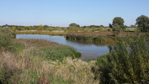 Ingrebourne Valley marshes