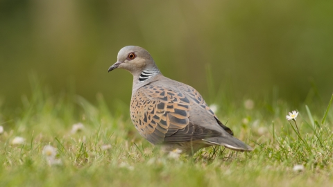 Turtle Dove