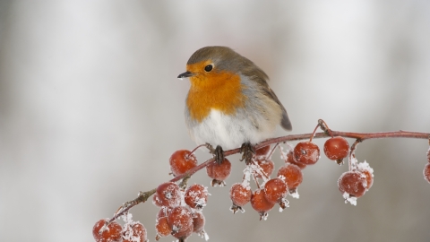 Robin