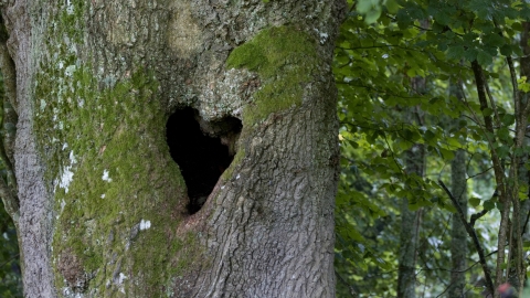Tree Heart