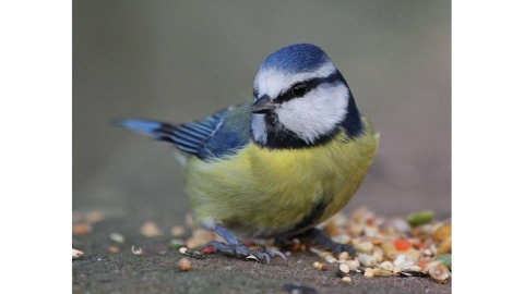 Bird feeders and nest boxes workshop