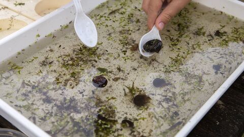 a tray of pond creatures in water 