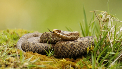 Adder