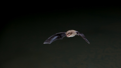 Flying bat