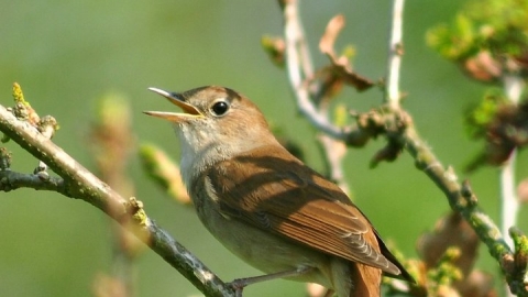 Singing Nightingale