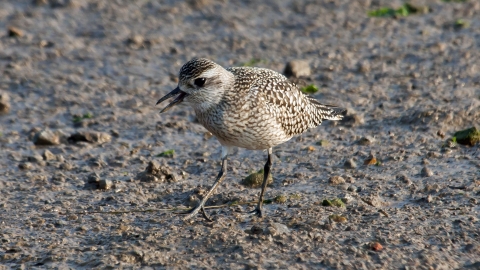 Grey Plover