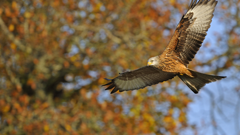 Red Kite