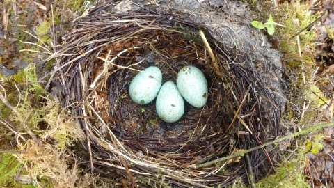 Blackbird Nest