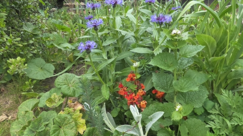 Hanningfield Plant Sale