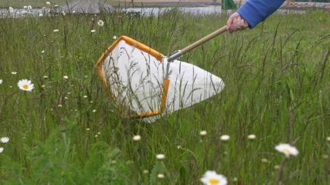 Sweep netting