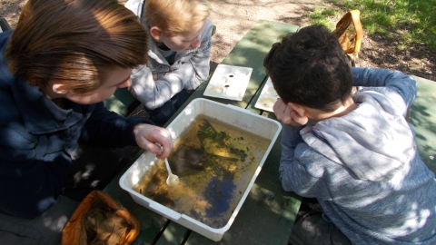 Hanningfield Pond Dipping