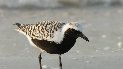 Wader