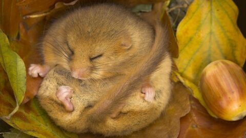 Hanningfield Dormouse