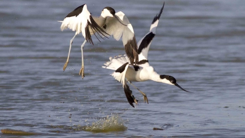 Avocet by Trevor Clifford
