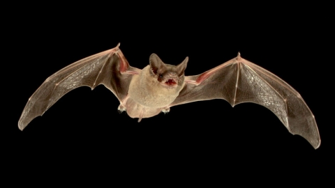 Flying Bat
