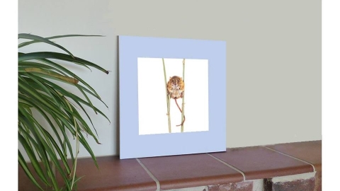Display of a pastel Doormouse drawing
