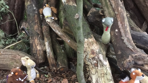Gruffalo, mouse, snake owl and fox in woodland