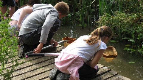 Pond Dipping