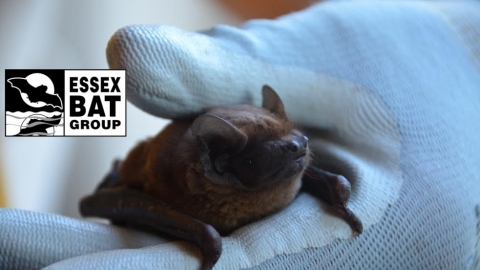 Pipistrelle bat