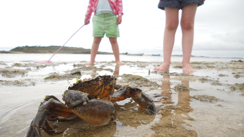 Children and crab on the beach