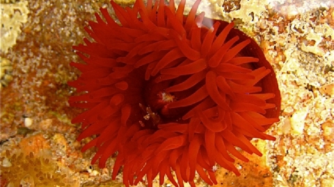 Anemone