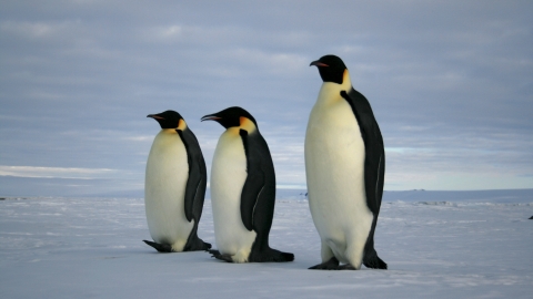 Penguin