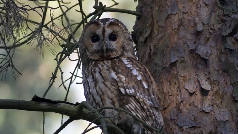 Tawny Owl by Margaret Holland