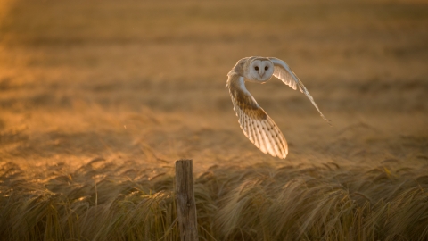 Barn Owl