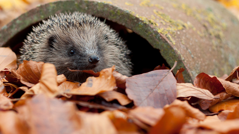 Hedgehog