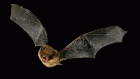 Bat walk