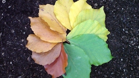 autumn colours