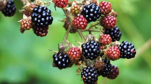 Blackberries by Amy Lewis