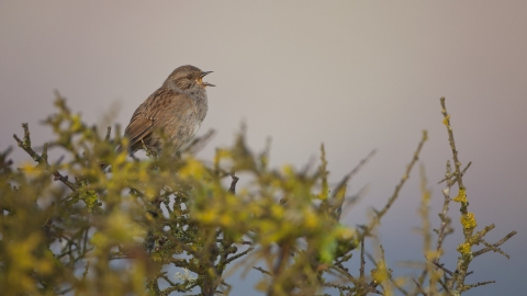 Hedges for wildlife