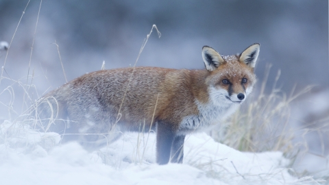 Red fox in snow