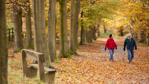Autumn Walk