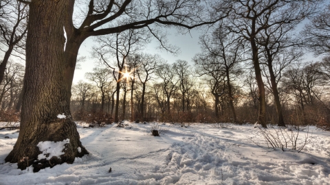 \Trees in the snow