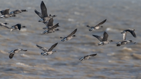 Brent Geese