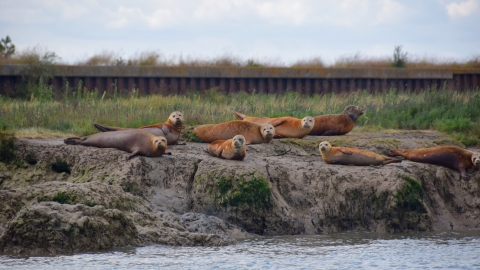 Common seals at Hamford Water