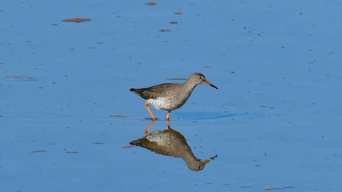 Wading Redshank