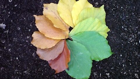 Autumn Colours