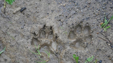 Animal Tracks