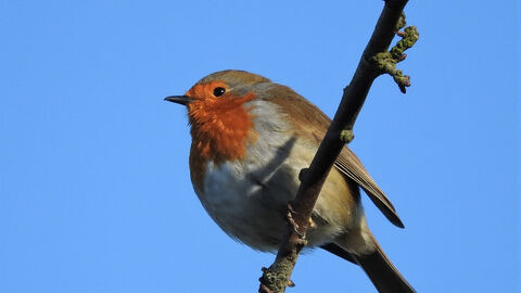 Birdsong