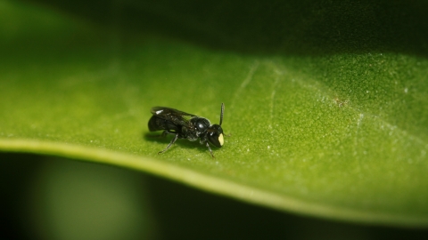 Bee Documentary
