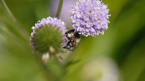 Bee Walk