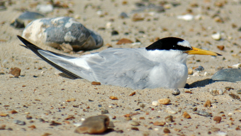 Little Tern