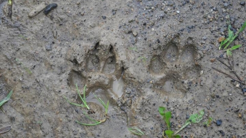 Animal Tracks