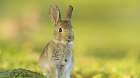 Rabbit, Oryctolagus cuniculus, young rabbit,