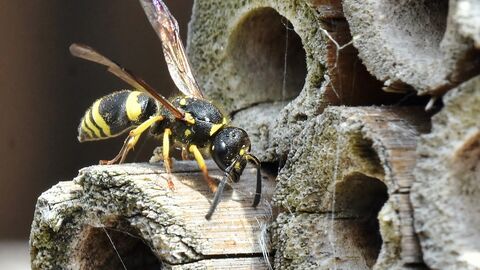 Wasp - Photography Competition 2019